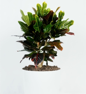 Croton_petra_1