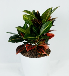 Croton_verigated_1