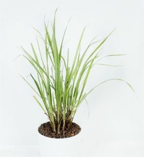 Cymbopogon_martinii_1