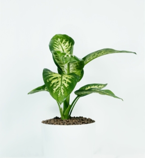 Dieffenbachia_seguine_1
