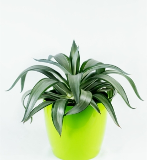 Dracaena_1