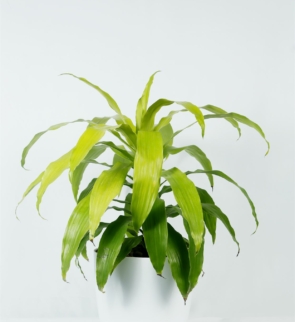 Dracaena_Limelight_1