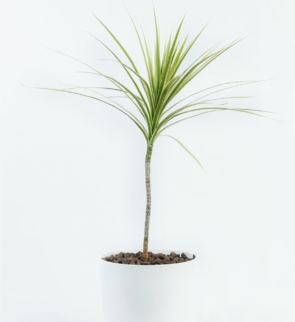 Dracaena_Marginata_1
