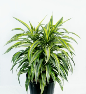 Dracaena_fragrans_1