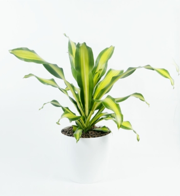 Dracaena_fragrans_massangeana_1