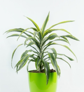 Dracaena_lemon_lime_1