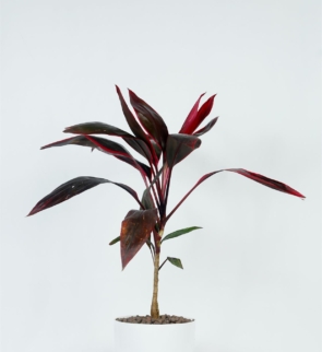 Dracaena_mahatma_1