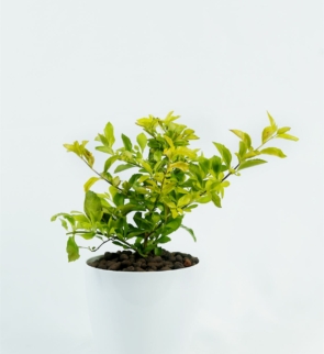 Duranta_erecta_1