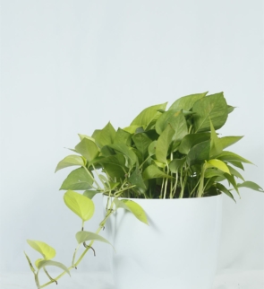 Epipremnum_aureum_green_1