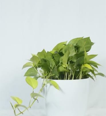 Epipremnum_aureum_green_1