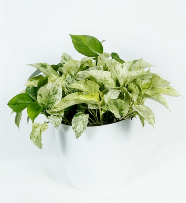 Epipremnum_aureum_white_1