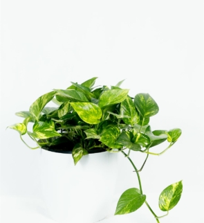 Epipremnum_aureum_yellow_1