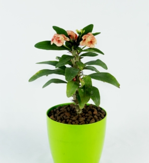 Euphorbia_1