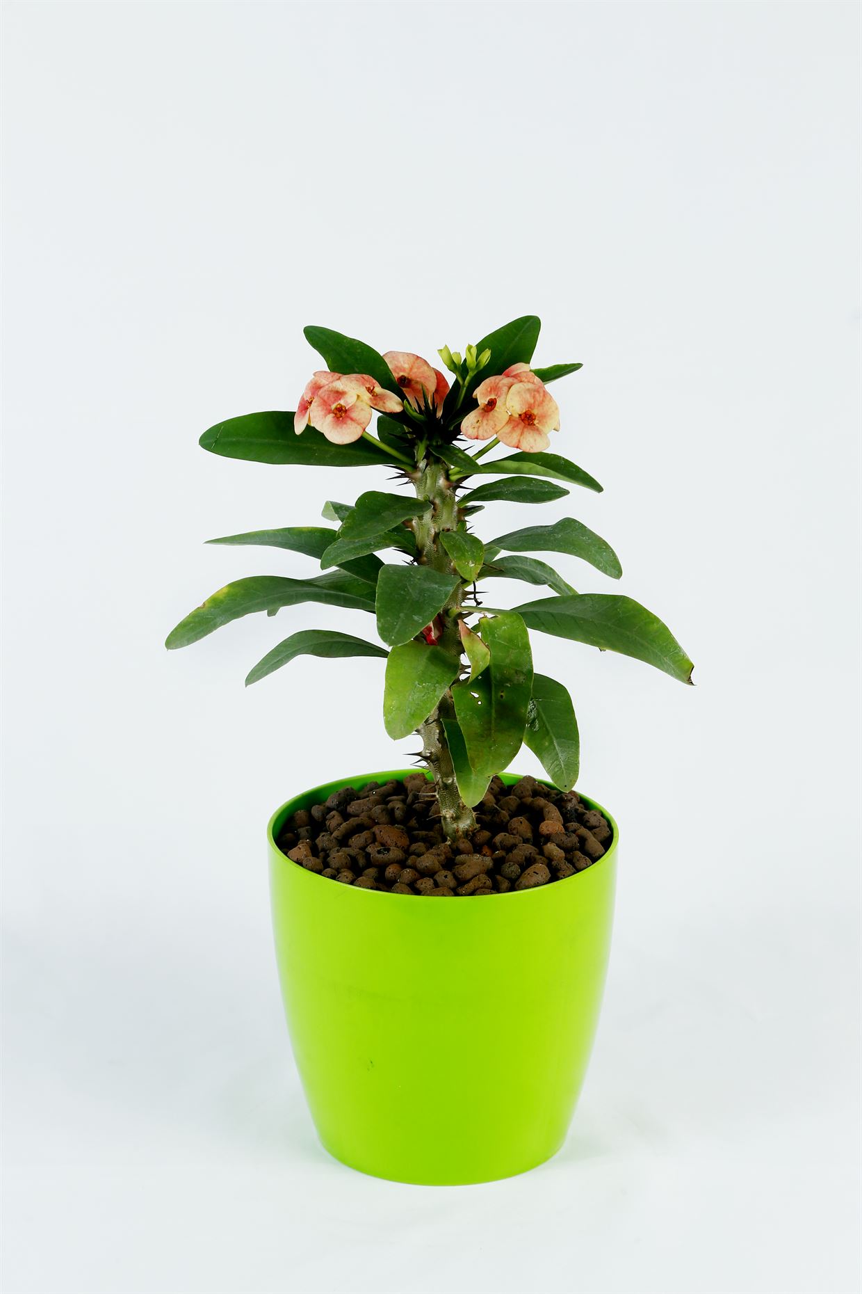Euphorbia_1