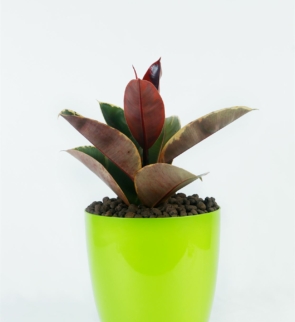 Ficus_elastica_rubber_1