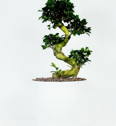 Ficus_ginseng_1