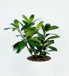 Ficus_microcarpa_dwarf_1