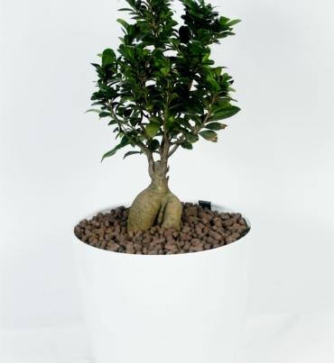 Ficus_retusa_1