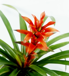 Guzmania_osyana_1