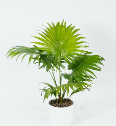 Livistona_chinensis_1