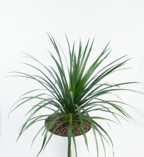 Malaysian_dracaena_draco_1