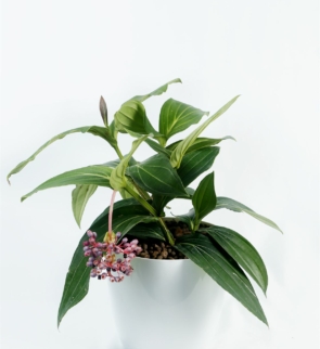 Medinilla_magnifica_1