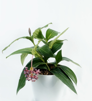 Medinilla_magnifica_1