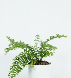 Nephrolepis_cordifolia_1