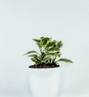 Peperomia obtusifolia verigated_1