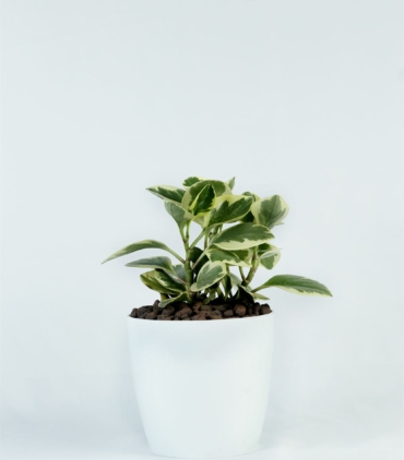 Peperomia obtusifolia verigated_1