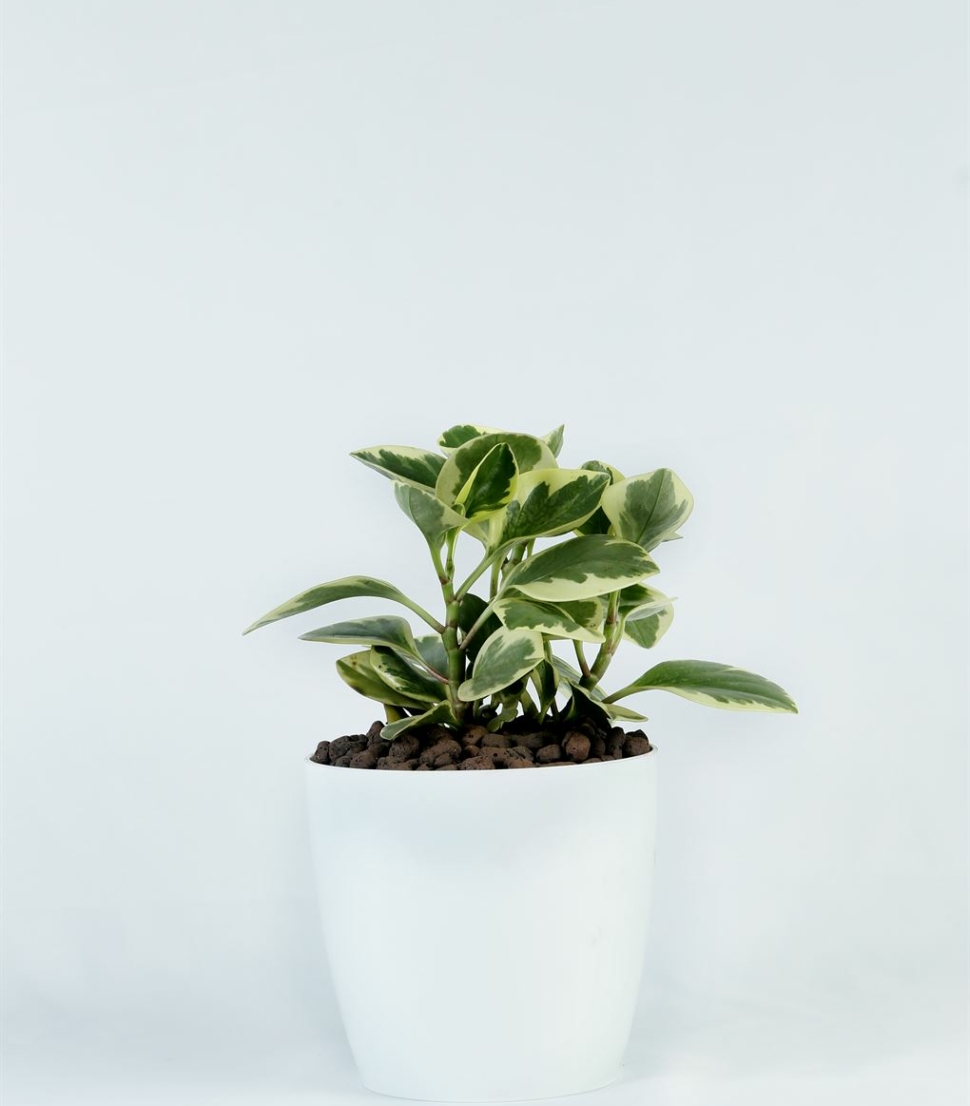 Peperomia obtusifolia verigated_1