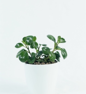 Peperomia_green_1