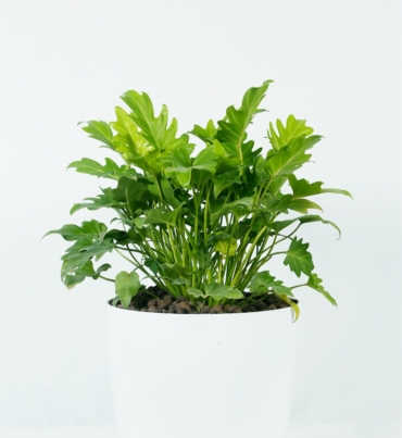 Philodendron_Xanadu_1
