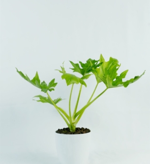 Philodendron_selloum_1