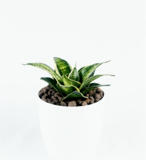 Sanseviera Dwarf_1