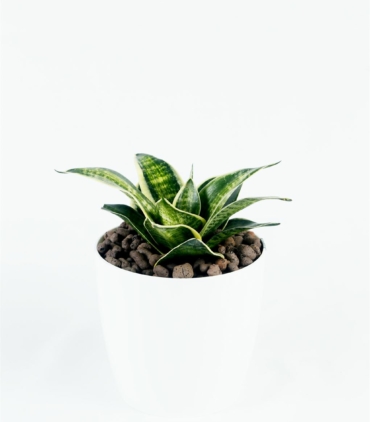Sanseviera Dwarf_1