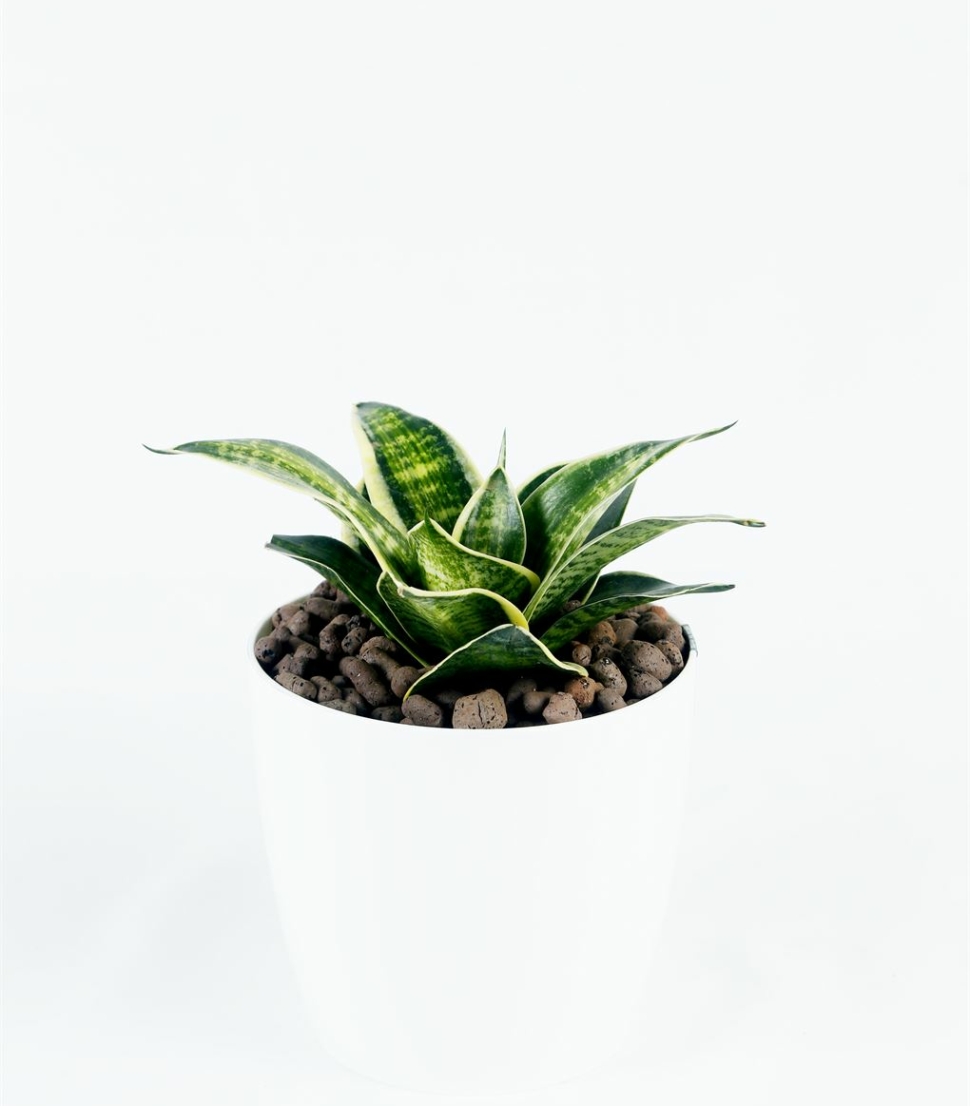 Sanseviera Dwarf_1