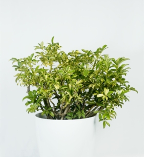 Schefflera_arboricalla_mini_1