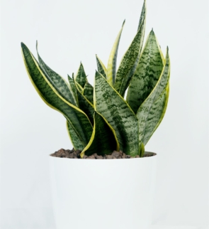 Snake_plant_1