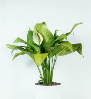 Spathiphyllum_wallisii_1