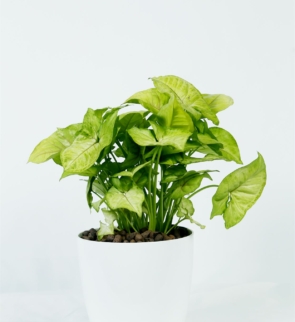 Syngonium_podophyllum_1