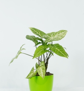 Syngonium_podophyllum_arrow_1
