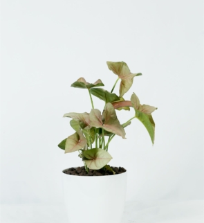 Syngonium_podophyllum_pink_1