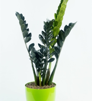 Zamioculcas_zamiifolia_1