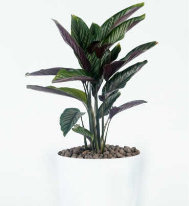 calathea_stripe_1