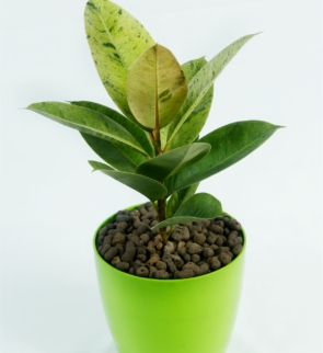 ficus_elastica_1
