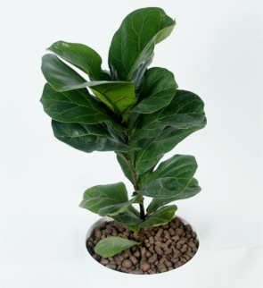 ficus_lyrata_1