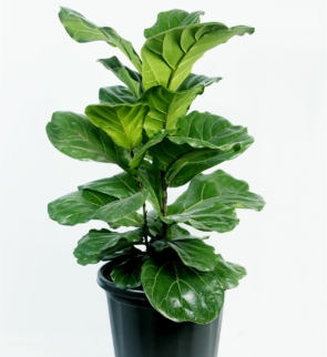 ficus_lyrata_bambino_1