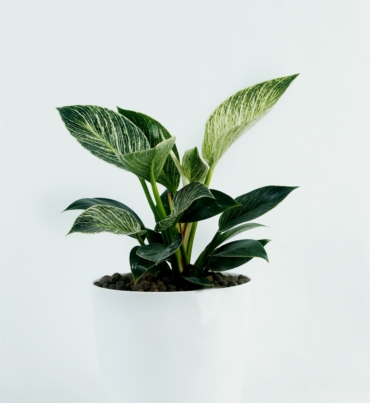 philodendron_birkin_1
