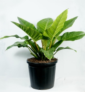 philodendron_green_1